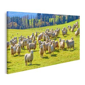 Bild Bilder auf Leinwand Ein Foto von einer Schafherde in Neuseeland Wandbild Poster Leinwandbild QAVQ