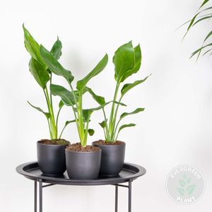 3x Strelitzia Reginae - Paradiesvogelpflanze - Topfpflanze - Immergrün – ⌀12 cm - ↕30-40 cm
