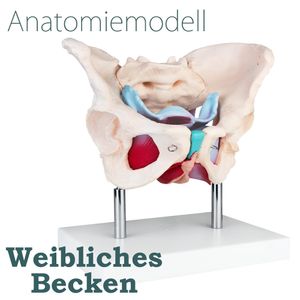 Anatomie Model Modell Weiblich Skelett Becken Beckenboden Beckenmodell Anatomisches Weibliches Beckenbodentraining Pelvis Pelvic Beckenbodenmodell MedMod