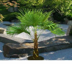 Frostgewöhnte Hanfpalme Trachycarpus "takil kalamuni" bis 160cm kräftige Palme