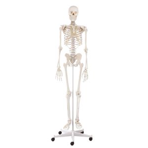 Erler-Zimmer Skelett Modell „Willi“