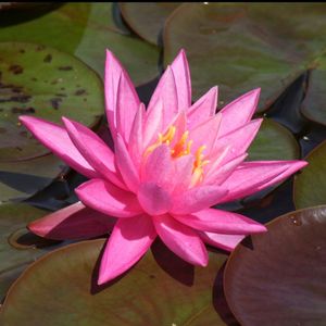 Bakker.com - Seerose Rose Arey, Der topf / Ø 9cm