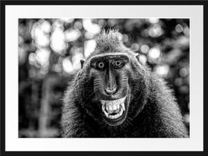Lustiger Affe lacht mit offenem Maul, MonochromeBilderrahmen mit Galerie-Passepartout / Format: 80x60cm / gerahmt / hochwertige Leinwandbild Alternative