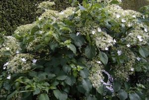 Kletterhortensie - Hydrangea petiolaris - 40-50