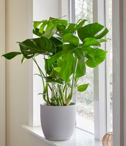 BALDUR-Garten Monstera, 1 Pflanze, Fensterblatt, Monstera deliciosa, Zimmerpflanze Grünpflanze Zimmerpflanze luftreinigend. mehrjährig - frostfrei halten