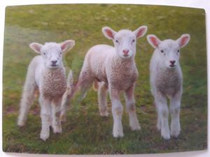 3 D Ansichtskarte Lämmer, Schafe, Postkarte Wackelkarte Hologrammkarte, Tiere