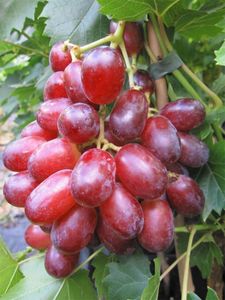 Vitis labrusca Suffolk Red - Rosé-Weinrebe - kernlos