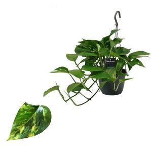 Epipremnum Aureum - Efeutute Ampel 40-44 cm lange Ranken Rankpflanze Pflegeleicht Hängepflanze  Zimmerpflanze