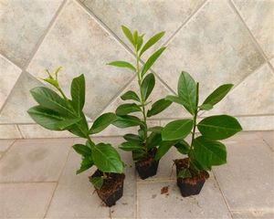 Kirschlorbeer 25 Stück Novita Prunus lauroc. Jungpflanzen 15-35cm T9x9 Pflanzware