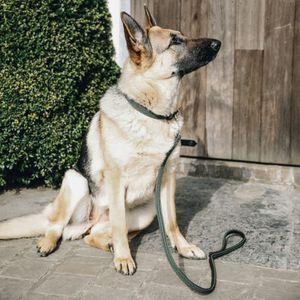 Kentucky Dogwear Hundeleine Plaited Nylon Dog Lead - Olivegreen, Länge:120