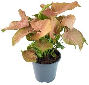 Fangblatt - Syngonium 'Pink' - zarte Purpurtute im Ø 14 cm Topf - freundliches Pfeilblatt - pflegeleichte Zimmerpflanze