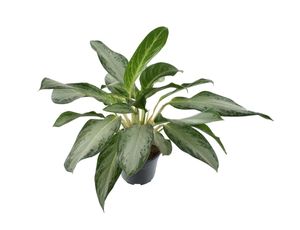Grünpflanze – Kolbenfaden (Aglaonema Golden Bay) – Höhe: 90 cm – von Botanicly