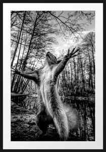 Lustiges Eichhörnchen steht im Wald, MonochromeBilderrahmen mit Galerie-Passepartout / Format: 100x70cm / gerahmt / hochwertige Leinwandbild Alternative
