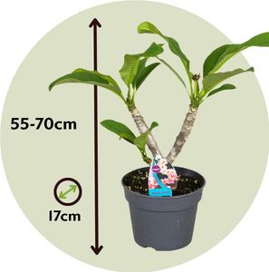 Plant in a Box - Plumeria Frangipani Lila - Hawaii - Tropische Zimmerpflanze - Stark duftende Blüten - Topf 17cm - Höhe 55-70cm