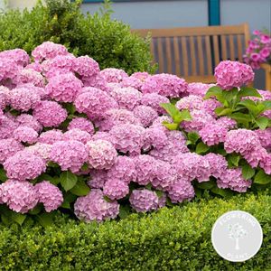 Hydrangea macrophylla \'Early Rosa\' – Hortensie – Strauch – Winterhart – ⌀14 cm – ↕30-40 cm