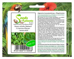 15x Riesen scharfer Blattsenf F1 Gemüse Pflanzen - Samen #320