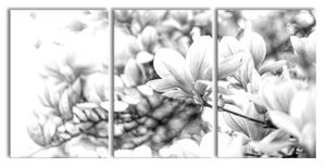 Nahaufnahme blühender Magnolienbaum, Monochrome, XXL Leinwandbild in Übergröße 240x120cm Gesamtmaß 3 teilig / Wandbild / Kunstdruck