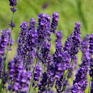 6 x Levanduľa Hidcote Blue - Lavandula Angustifolia 'Hidcote' - Kvetináč 9cm x 9cm