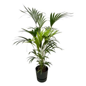 Kentia Palme - Forstersche Kentia - Zimmerpflanze + Topf Greenville Schwarz - ↕160cm - Ø30cm