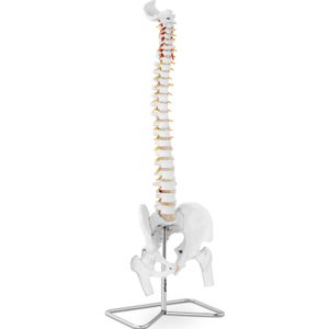 Model chrbtice s panvou vrátane hlavičiek stehenných kostí