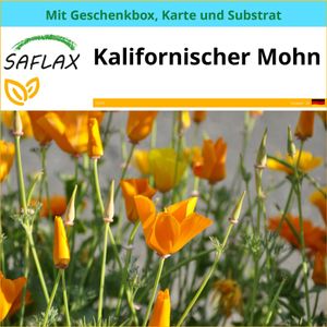 SAFLAX Geschenk Set - Kalifornischer Mohn - Eschscholzia californica - 1500 Samen - Mit Geschenkbox, Versandaufkleber, Geschenkkarte und Anzuchtsubstrat