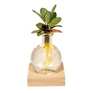 Hello Plants Pflanze im Glas Propagation Station - Samao-Glas LED - Calathea