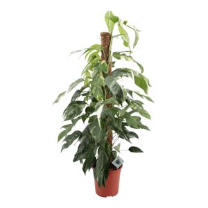 Trendyplants special - Epipremnum Pinnatum Albo Variegata - Zimmerpflanze - Höhe 115-135 cm - Topfgröße Ø24cm