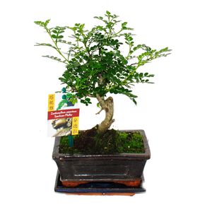 Bonsai pieprz syczuanski - Zanthoxylum piperitum - ok. 6 lat - ksztalt kulisty