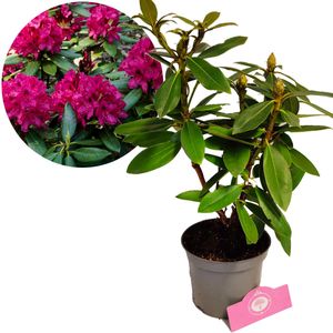 Rhododendron 'Polarnacht' Dunkelviolette Blumen- Höhe 40/50cm - 1,5 Liter Topf