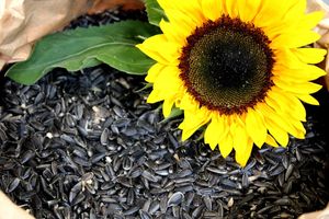 Futterbauer 25kg Sonnenblumenkerne schwarz Vogelfutter