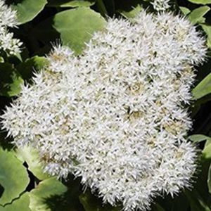 6 x Rozchodník nádherný - Sedum spectabile 'Iceberg' - kvetináč 9cm x 9cm