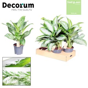 Grünpflanze – Kolbenfaden (Aglaonema Gemengd Feel Green) – Höhe: 60 cm – von Botanicly