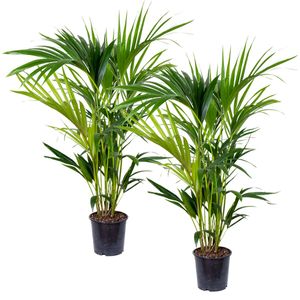 2x Howea Forsteriana - Kentia-Palme - Zimmerpflanze - Luftreinigend – ⌀19 cm - ↕90-100 cm