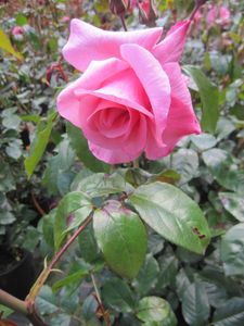 Rosa Rosenresli ® - Kletterrose Rosenresli ® - Kordes Rose