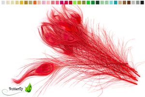 10 echte Pfauenfedern ca. 25-30cm, Farbauswahl:rot 250