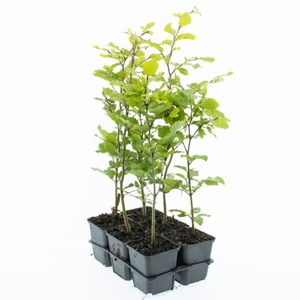 Rotbuche 40-60 cm 1 Stück  Fagus sylvatica - Laubbaum - Heckenpflanze - im Topf gewachsen