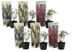 Schmetterlingsflieder - 6er Set - Buddleja - Topf 9cm - Höhe 25-40cm