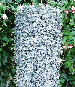 Dichondra "Silver Falls", 3 Pflanzen Hängepflanze für Balkon und Terrasse