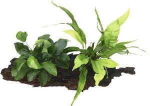 Speerblatt mit Schwarzwurzelfarn auf Wurzel - Anubias nana mit Microsorum pteropus ca. 21 x 7 x 15 cm
