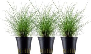 Aquarium Pflanze 3 Stück Eleocharis parvula Wasserpflanze AquaOne Nr.332C Set