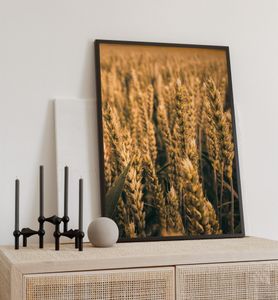 Poster Getreidefeld, groesse_poster:70x100 cm, groesse_rahmen:weiß 70x100 cm