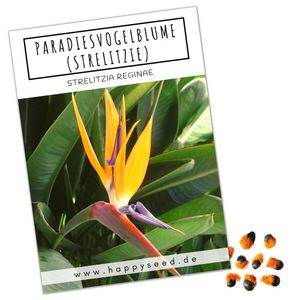 Strelitzie Samen (Strelitzia reginae, 4 Korn) - Exotische Paradiesvogelblume für Balkon, Terrasse, Wohnraum und Wintergarten