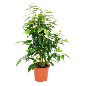 Exotenherz - Birkenfeige - Ficus "Anastasia" - hellgrüne Blätter -  1 Pflanze - pflegeleicht - luftreinigend- 12cm Topf