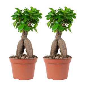 2x Ficus microcarpa \'Ginseng\' – Bonsai – Zimmerpflanze – ⌀15 cm - ↕25-35 cm