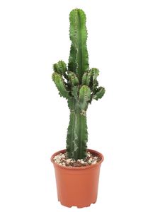 Plant in a Box - Euphorbia Ingens - Kaktus Echte Pflanze Groß Echt - Topf 17cm - Höhe 50-60cm