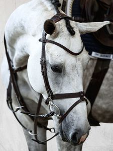 PS of Sweden Trense London Schwarz Cob