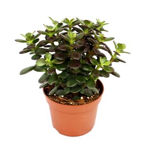 Crassula portulacea minor - Pfennigbaum - velká rastlina v 12cm