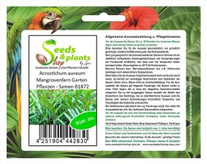 10x Acrostichum aureum Mangrovenfarn Garten  Pflanzen - Samen B1872
