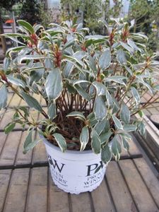 Rhododendron Bollywood ® - Japanische Azalee Bollywood 25-30cm