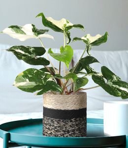 BALDUR-Garten Syngonium Albo variegata;1 Pflanze, Luftreinigende Zimmerpflanze Pflegeleichte Zimmerpflanze auch für dunklere Standorte, mehrjährig - frostfrei halten